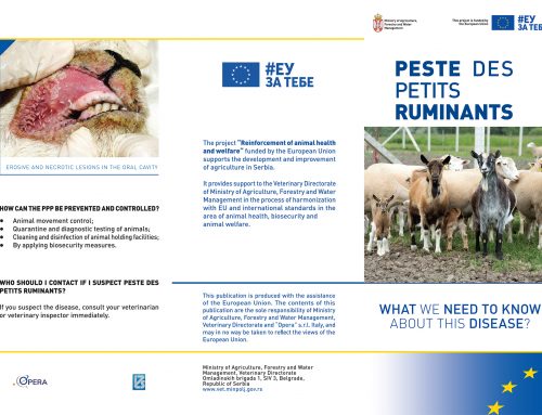 Peste des petits ruminants