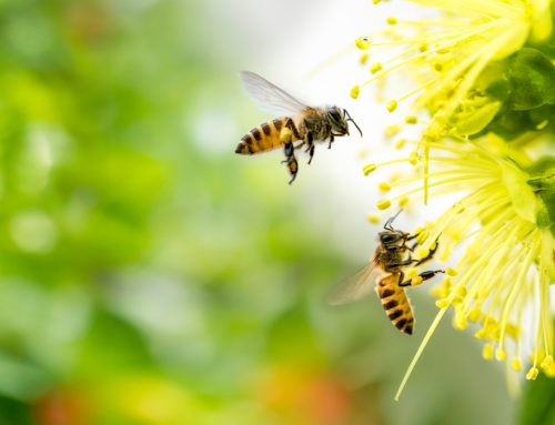 Bees and pollination – nature’s free “service”